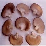 oyster-mushrooms oyster-mushrooms