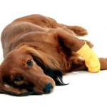 pet_first_aid-298x232_pet_first_aid