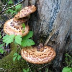 pheasant-back-mushrooms pheasant-back-mushrooms
