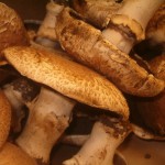 portobello_mushrooms portobello_mushrooms