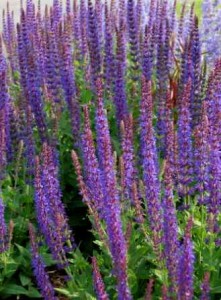 salvia