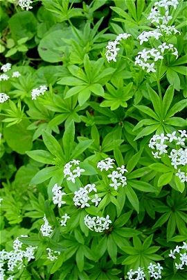 sweet_woodruff1 Sweet Woodruff
