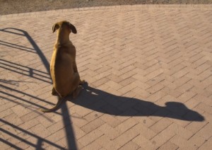 111lostdogashx Finding Your Lost Pet