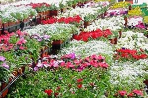 annuals4