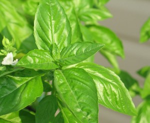basil basil