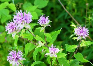 bergamot-lg1 Bergamot