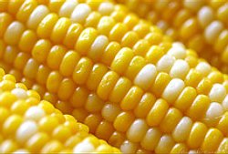 corn-on-the-cob1