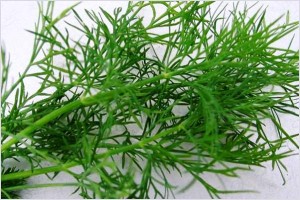 dill_tops1 dill_tops1