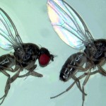 flies