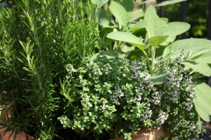garden-herbs garden-herbs