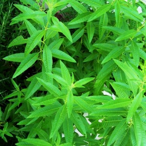lemon-verbena lemon-verbena