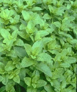 peppermint peppermint
