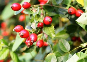 rosehip rosehip