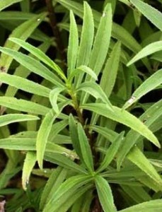 tarragon13741 tarragon13741