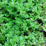 thyme2 thyme2