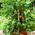 tomatoes-in-pots