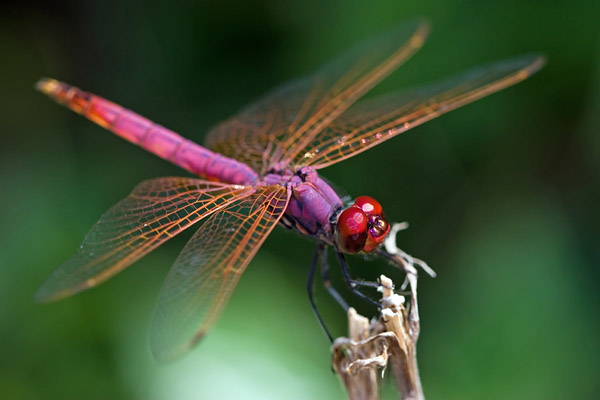 2 Dragonflies