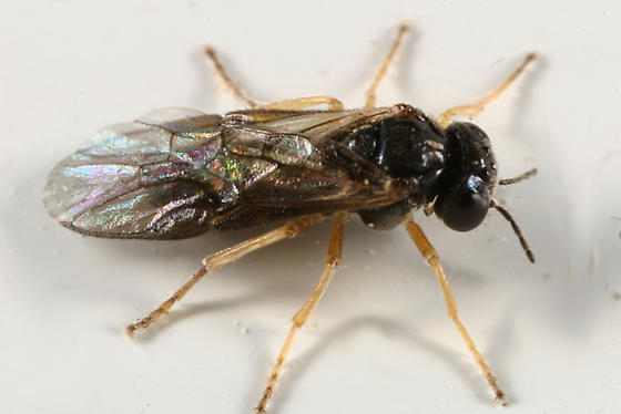 6h3hnhjh5hnzsl5zhlez0l2z0lgz5hchghezrloh8h8z7hthmhgzqlvzglrrnhhr4lvzehvzphwzuhzr5h1h8hohgh Birch Leaf Miners