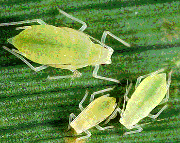 aphids Aphids