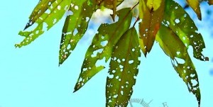 bad-leaves