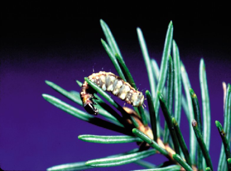 budworm Spruce Budworm