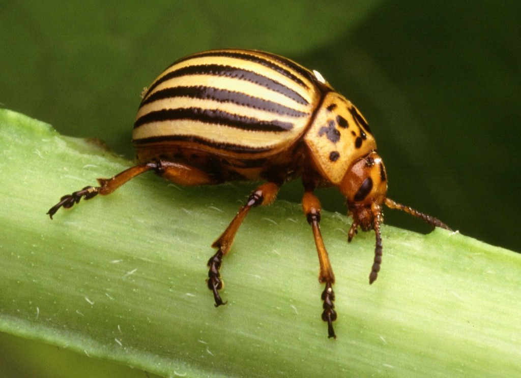 colorado_potato_beetle Colorado POtato Beetles