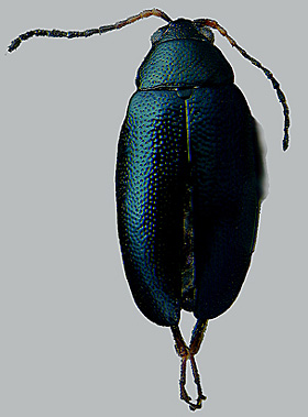 e1274-1 Crucifer Flea Beetles