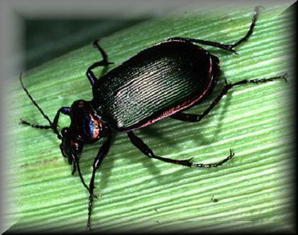 ground_beetle2 Ground beetles