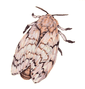 gypsymothfemale Gypsy Moth