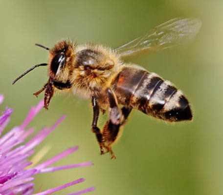 honeybees Honeybees