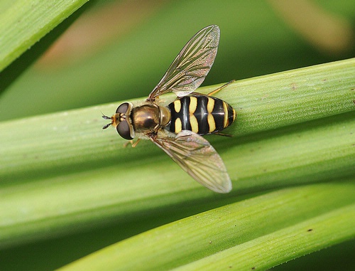 hover-flies Hover Flies