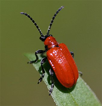 img1802redlilybeetle-main_full Red Lilly Leaf Beetle