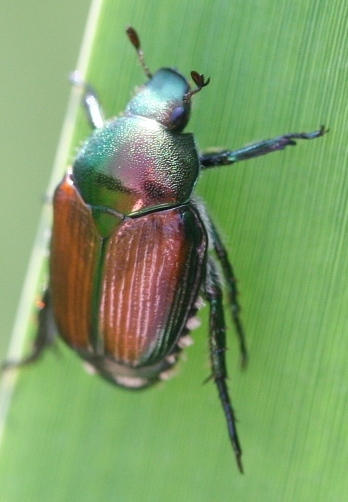 japanese-beetle-durham-70107 Japanese Beetle