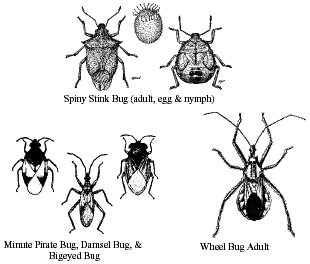 predatory-bugs predatory-bugs