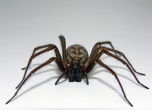 spider-main_full Spiders