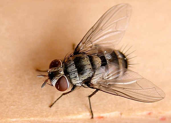 tachin23 Tachini Flies