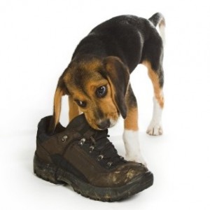 beagle-chewing-shoe
