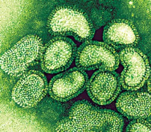 panflu Swine Flu Virus