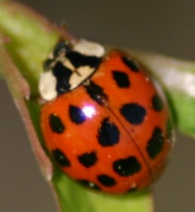ladybug-durham-50305-justin0boland Asian Lady Beetle