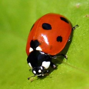 ladybug-in-tennessee Native Ladybug