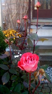 fall-garden-1-111809 Yes - it is a rose in full bloom! And about 5 new buds that will more than likely not have enough warmth to open this year :-(. This rosebush is in the front my our house and has been there for about 12 years, coming back beatifully each year.y