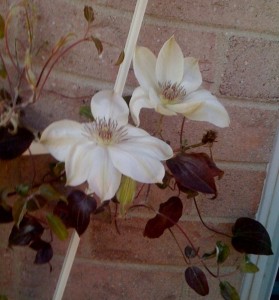 fall-garden-4-111809 This is a shocker for me - white clematis blooming in November after we already had some frost! I am loving it becuase it is right next to my patio doors and I get to see it every day! Please pretty flower - stay awhile!