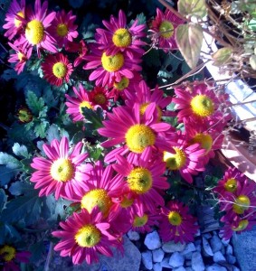fall-garden-5-111809 This gorgeous mum is adoring the entrance to my garden - right at the start of stone garden path. I got this plant for my birthday last April and just stuck it into the ground when it finished blooming indoors.
