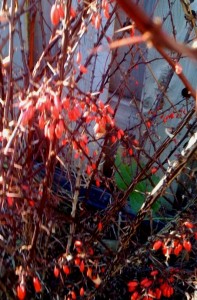 fall-garden-7-111809 This little shrub has beautiful burgundy leaves all your round and this is the first year it showed some berries after the leaves fell off. It give a great contrast colour to my flower bed and I am sure it will look great when snow covers the ground!