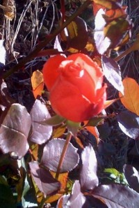 fall-garden-8-111809 This gorgeous organcew bloom is adoring climber rose I have just planted last year - it will make for a great picture if it last til the snow fall!Stay tuned....