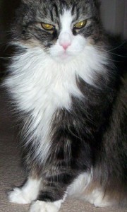 biscuit-2