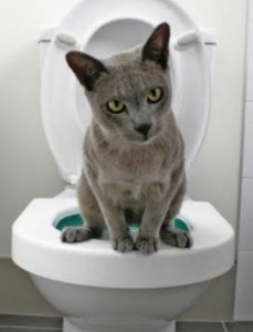 cat-training-box