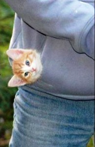 funny-pictures-kitten-says-hello