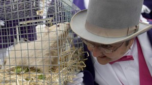 wiarton-willie wiarton-willie