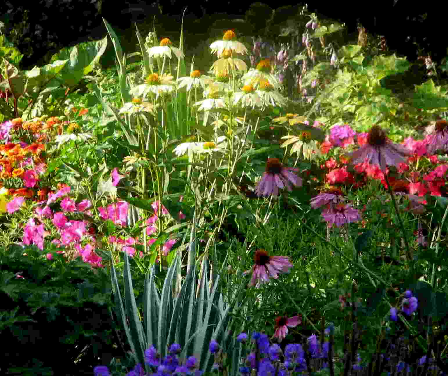 Perennial Flower Garden Ideas Photograph perennial-